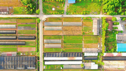 农村经济摄影照片_航拍农业种植大棚蔬菜农作物
