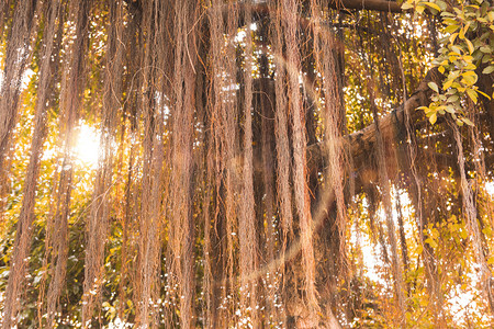阳光树林摄影照片_榕树根须下午榕树树林无摄影图配图