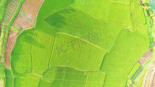 农村经济摄影照片_航拍农村水稻种植绿色农田