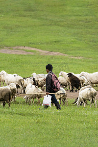 放羊摄影照片_草原牧羊人风光羊群草地摄影图配图