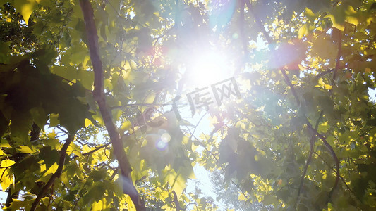 秋天阳光照射逆光树上枫叶意境空境