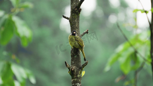 树上的小鸟鸟儿鸟类自然动物