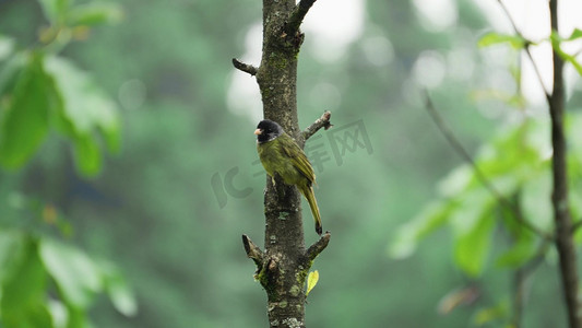 树上的小鸟鸟儿鸟类自然动物实拍自然风景空境意境