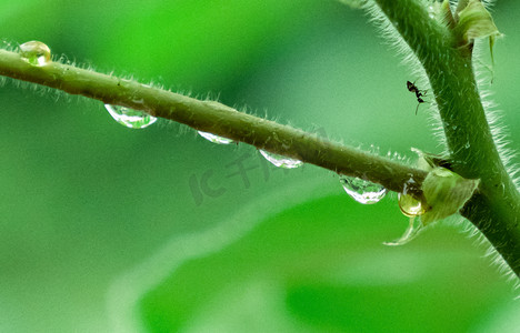 一只小蚂蚁夏天蚂蚁室外爬行摄影图配图