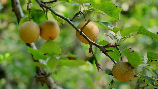 红心火龙果树摄影照片_梨树上成熟的梨子实拍果树水果农业经济