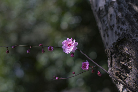 自然风景早晨粉色梅花花朵枝干摄影图配图