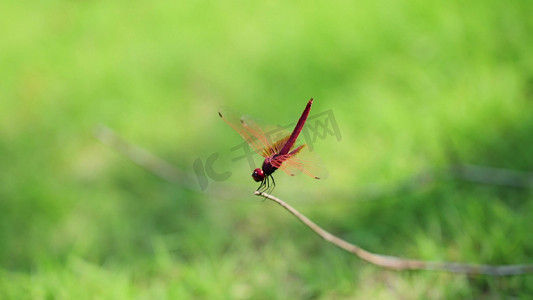 蜻蜓红蜻蜓大自然昆虫实拍自然风景意境空境