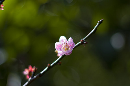 花梅花粉色梅花摄影照片_植物早晨粉色梅花花朵特写摄影图配图