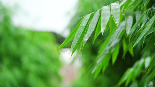 雨季摄影照片_唯美竹子下雨天雨水滴落下雨自然风景自然风光唯美意境
