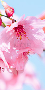 樱花花纹背景图片_盛开的红色樱花手机壁纸