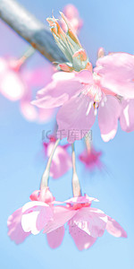 蓝色背景粉色花朵背景图片_树枝上的粉色花朵可爱樱花手机壁纸