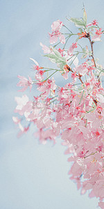 粉色樱花实拍背景手机壁纸