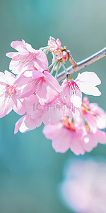 蓝底花纹背景图片_虚化蓝底背景粉红樱花手机壁纸