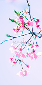 绿色树枝粉色花朵樱花手机壁纸