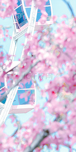 摩天轮背景盛开粉色樱花壁纸