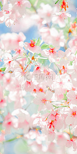 樱花花纹背景图片_红色花蕊粉色樱花手机壁纸