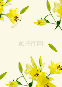 纯色背景图片_黄色花卉质感背景