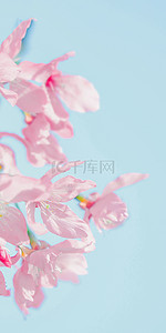樱花花纹背景图片_可爱粉色花朵樱花手机壁纸