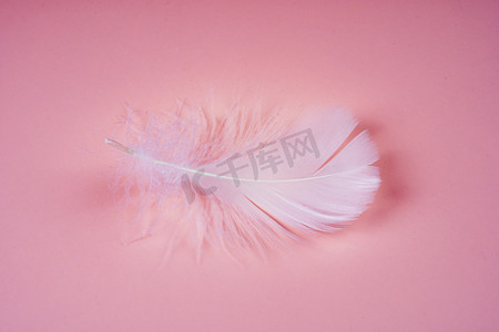 粉色背景柔软白色羽毛饰品摄影图配图
