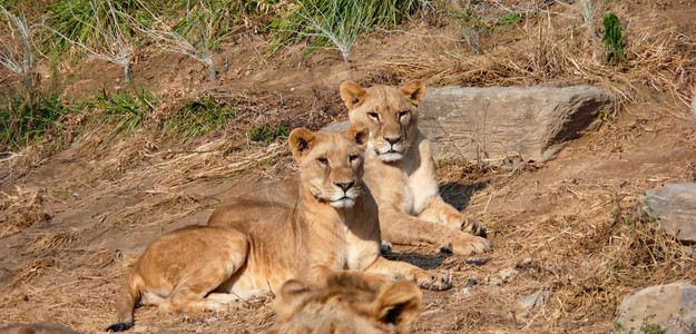 野兽动物猛兽狮子白天一对卧着的狮子动物园卧着摄影图配图