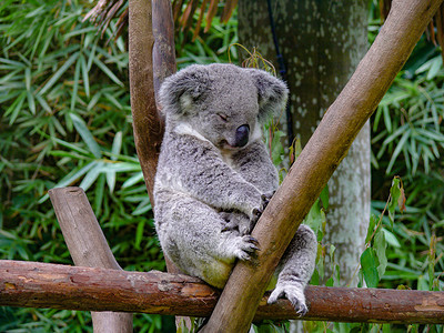 残害动物摄影照片_动物树袋熊白天树袋熊动物园睡觉摄影图配图