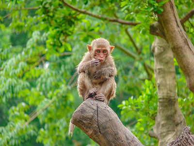 野生动物猴子猕猴猴子动物园吃东西摄影图配图