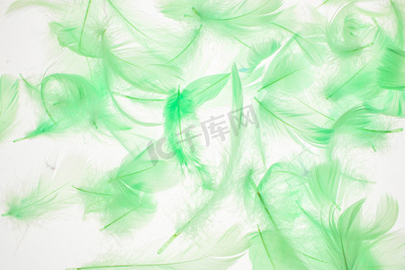 高质感摄影照片_纹理背景白天绿色羽毛室外静物摆拍摄影图配图