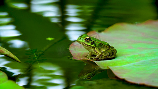 实拍池塘荷叶上的青蛙蛤蟆夏天