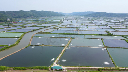 水产养殖渔业大闸蟹龙虾淡水鱼养殖基地航拍