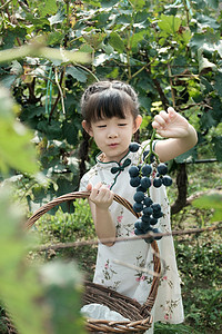 户外白天在采摘园里摘葡萄的旗袍小女孩摄影图配图