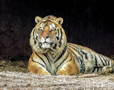 动物世界野生老虎动物园特写摄影图配图