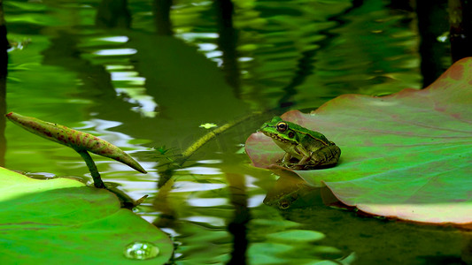 实拍池塘荷叶上的青蛙蛤蟆夏天