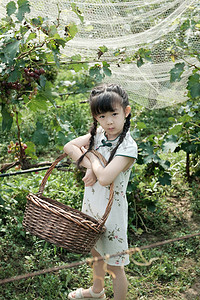 水果蓝摄影照片_夏天采摘园里穿旗袍拿着采摘蓝的小女孩人像摄影图配图