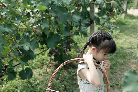 儿童采摘摄影照片_夏天穿旗袍的小女孩在葡萄园里采摘摄影图配图