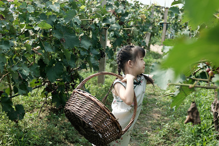 农产品摄影照片_户外采摘园里采摘新鲜葡萄的小女孩摄影图配图