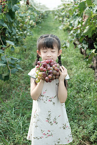 小女孩摄影照片_夏季户外采摘葡萄的可爱旗袍小女孩摄影图配图