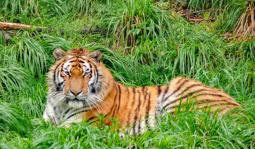 一对童子老虎摄影照片_草丛里老虎野生动物白天老虎动物园草丛卧着摄影图配图