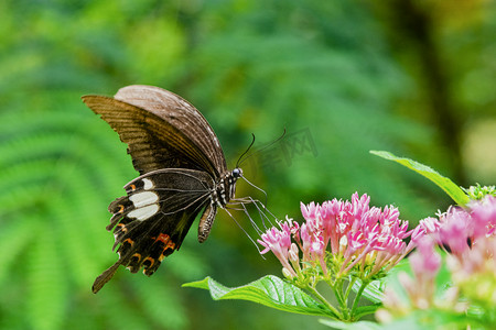 白天户外一只黑蝴蝶在花枝上游玩摄影图配图