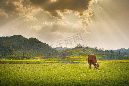 一只牛草地牛吃草摄影图配图