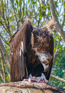 秃鹫鸟类野生动物白天秃鹫动物园森林觅食摄影图配图