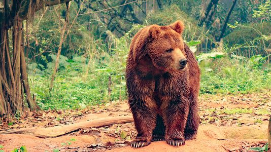 棕熊大熊野兽猛兽动物白天棕熊动物园走路摄影图配图