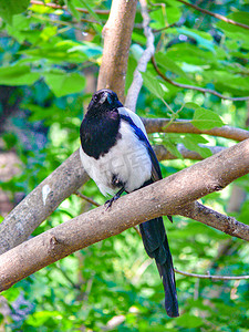 动物鸟类喜鹊树林白天喜鹊树林动物园飞摄影图配图