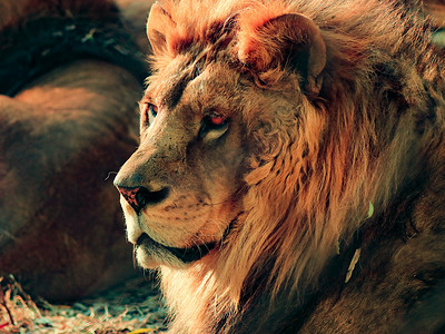野生动物狮子白天狮子动物园卧着摄影图配图