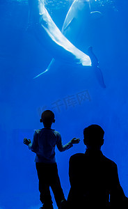 游动摄影照片_海豚群夏天海豚海洋馆游泳摄影图配图