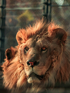 大门上边的狮子摄影照片_狮子野兽野生动物白天狮子动物园卧着摄影图配图