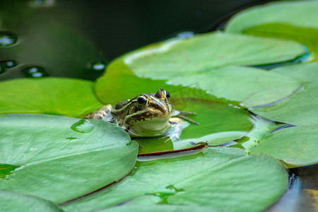 水井与青蛙摄影照片_动物白天青蛙荷塘趴着摄影图配图