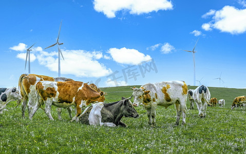 牛牧场摄影照片_牧场草原牛群夏季素材摄影图配图