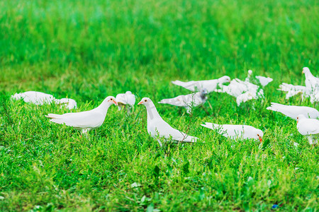 鸽子白天草坪户外旅游摄影图配图