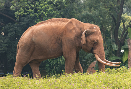 大象行走上午动物路面拍摄摄影图配图
