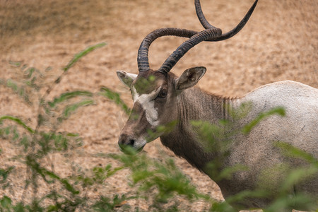 非洲大羚羊上午动物路面拍摄摄影图配图